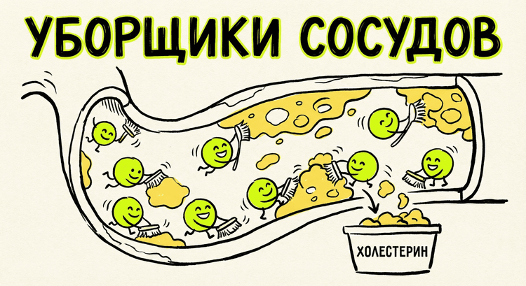 ЛПВП защищает сосуды
